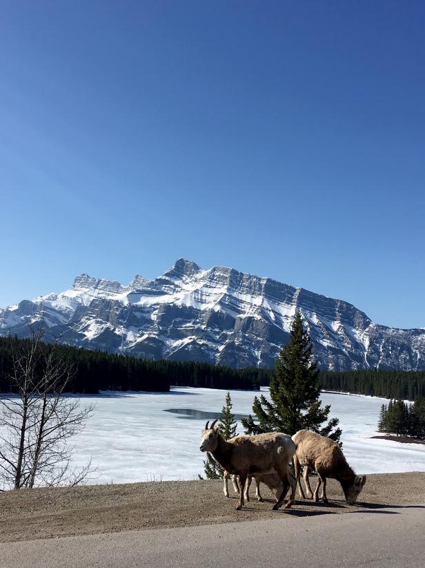 Mountain goats enjoying the road at Two Jack Lake. Wildlife spotting is a common treat around the park.