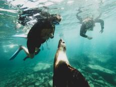 Snorkel with sea lions