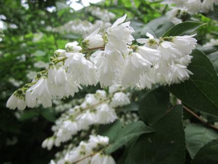Fuzzy Deutzia