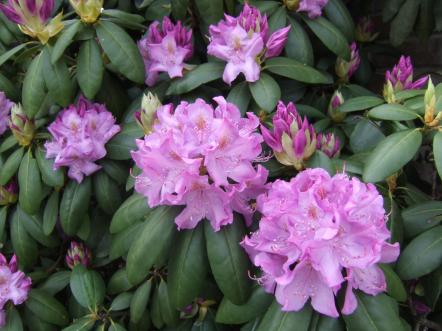 Rhododendron