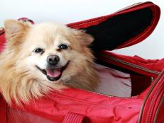 Small pet dog peeking out in an air-line approved pet carrier