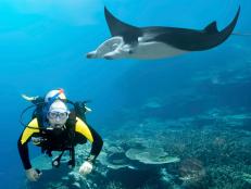 Get an insider's perspective on Manta Ray Night Dive off the Kona coast of Hawaii.