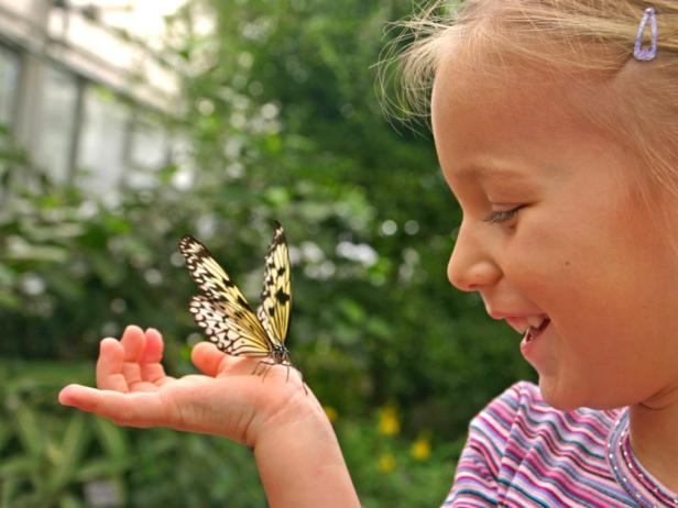 The Key West Butterfly & Nature Conservancy