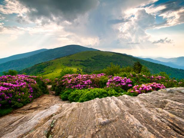 Rhododendron Bloom on Blue Ridge Appalachian Trail Rhododendron Bloom on Blue Ridge Appalachian Trail