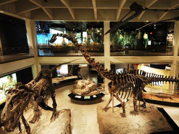 Houston Museum of Natural Science Houston Museum of Natural Science