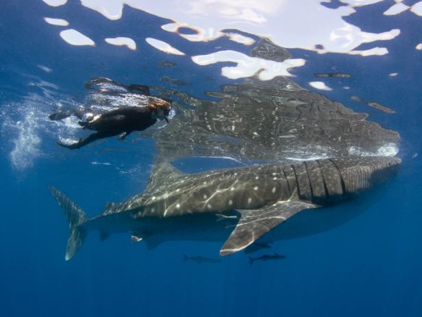Swimming With Sharks Swimming With Sharks