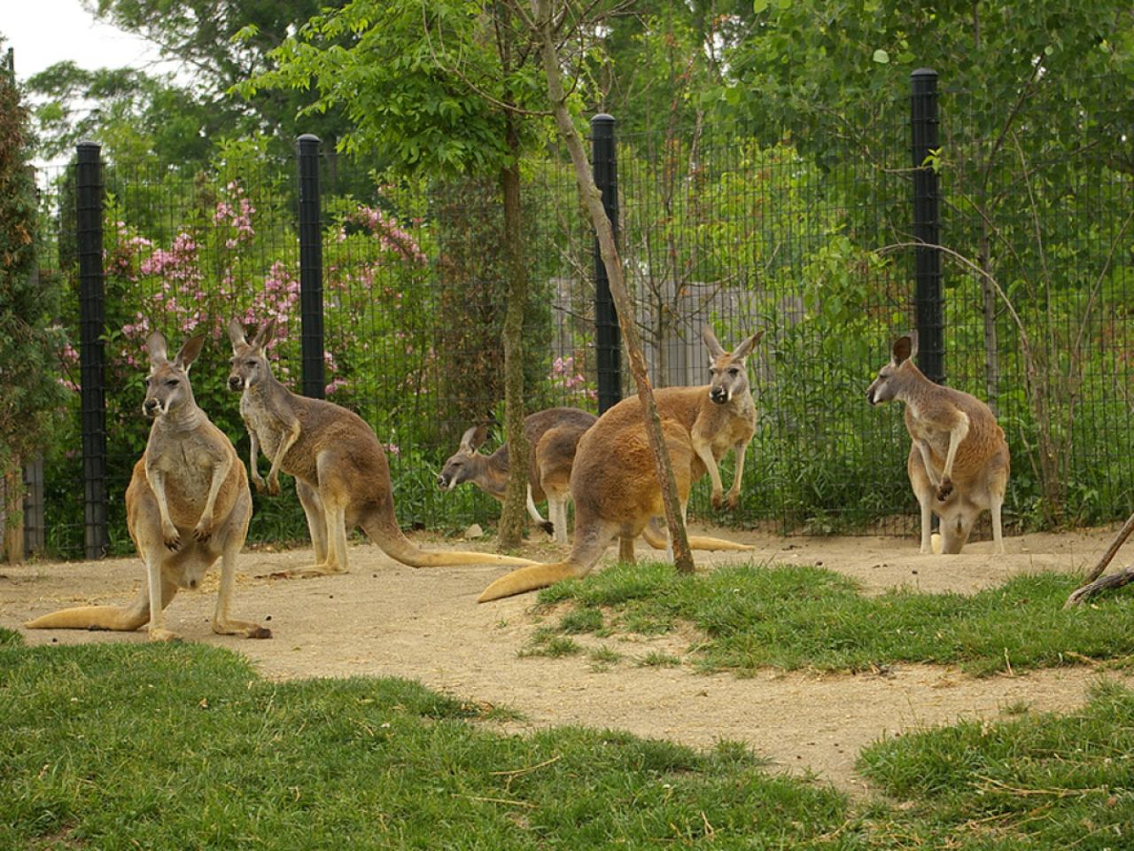 America's Wildest Zoos Top 5 Zoos in the US Family Travel Travel