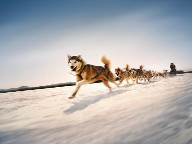 Dog Sledding Tours Dog Sledding Tours