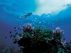 Escape to where two World Heritage wonders -- the Great Barrier Reef and the Daintree Rainforest -- meet.