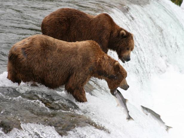 Wildlife Wildlife
