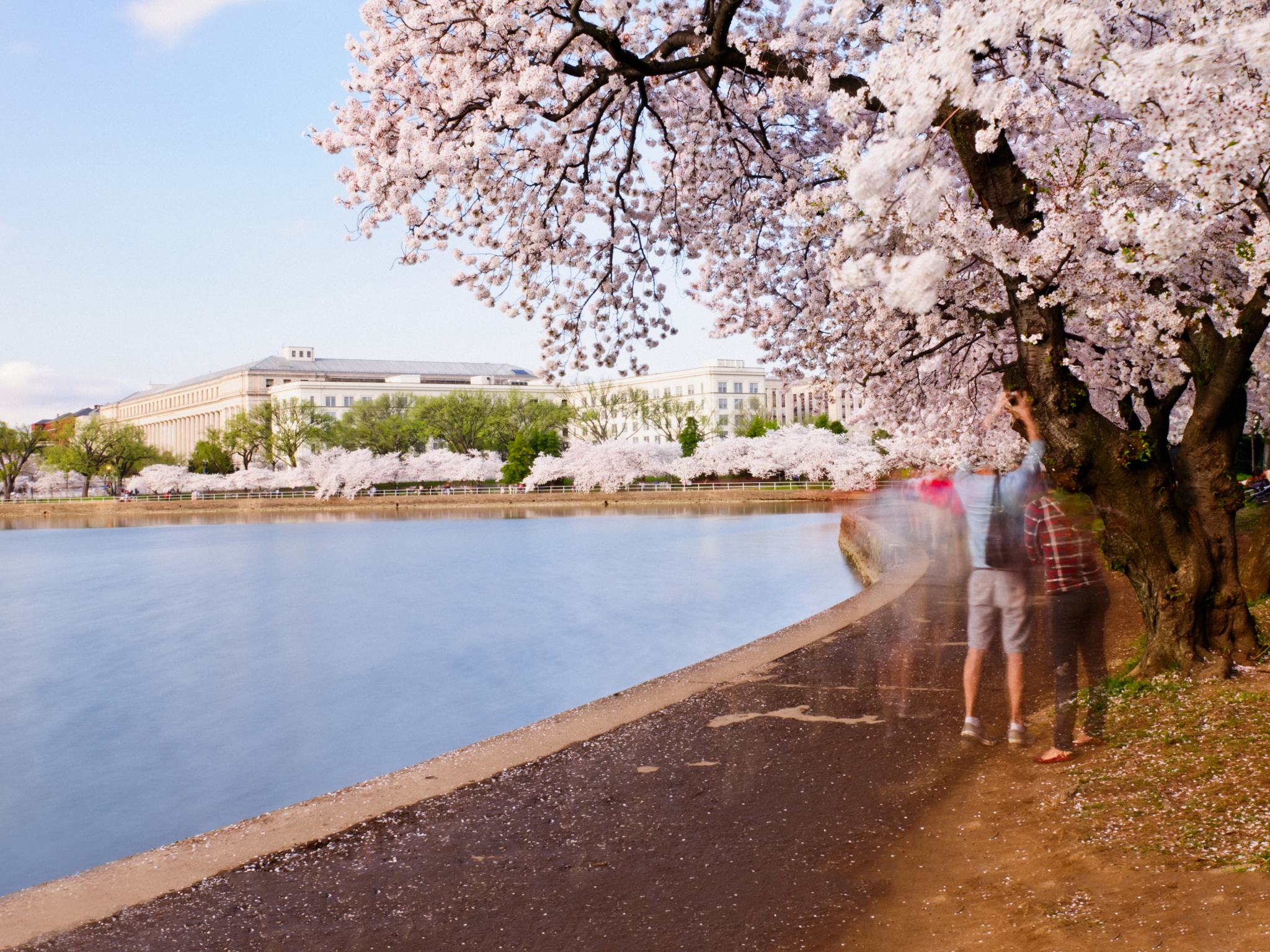 tidal basin cherry blossoms