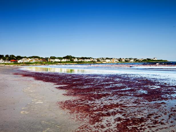 red algae on rhode island beach red algae on rhode island beach