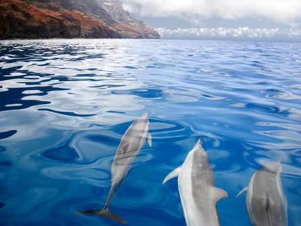 dolphins swim under the water off the coast of hawaii