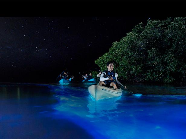 bioluminescent bay, vieques, puerto rico bioluminescent bay, vieques, puerto rico