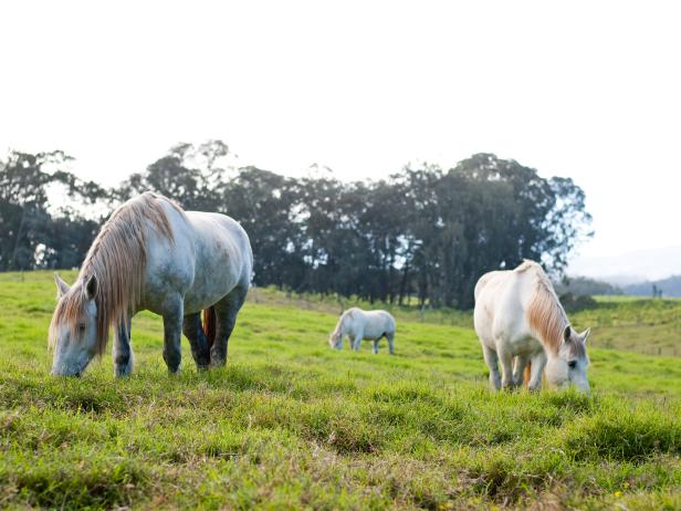 upcountry, horses, horseback riding, kula, maui, hawaii upcountry, horses, horseback riding, kula, maui, hawaii