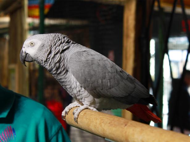 knoxville zoo, bird, tennessee knoxville zoo, bird, tennessee