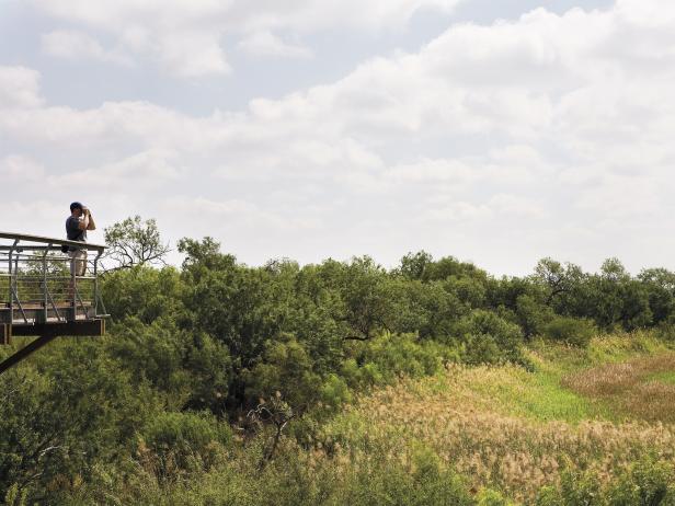 bird watching, rio grande valley, texas bird watching, rio grande valley, texas