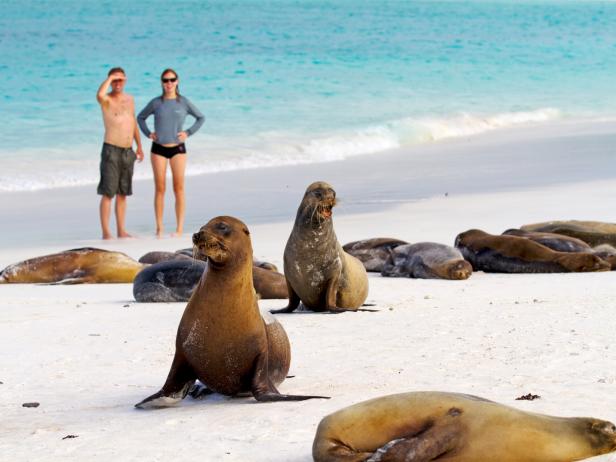 sea lions, beach, galapagos islands, ecuador