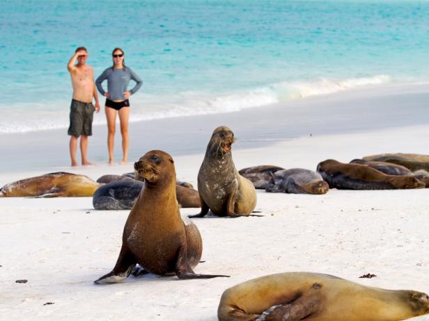 sea lions, beach, galapagos islands, ecuador sea lions, beach, galapagos islands, ecuador