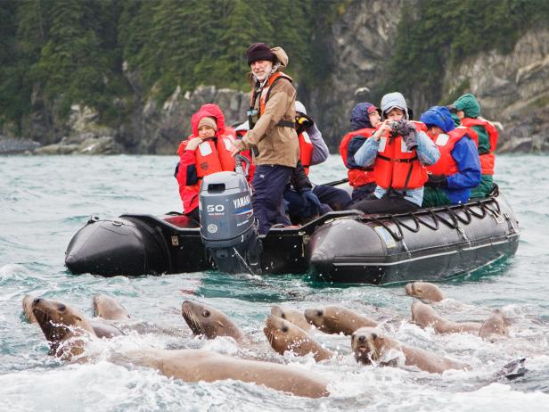 sea lions, lindbald expedition, alaska sea lions, lindbald expedition, alaska