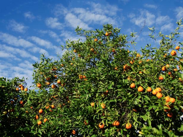 orange grove, tree, citrus, Los Angeles, California