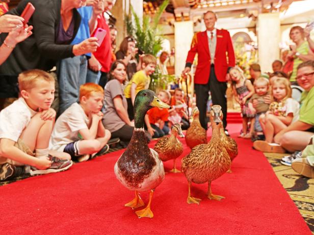 The Peabody Duck March, Memphis, Tennessee The Peabody Duck March, Memphis, Tennessee