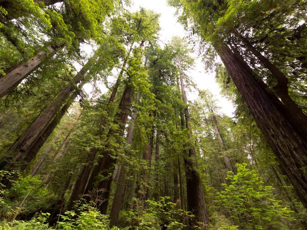 Redwood National State Park, trees, California Redwood National State Park, trees, California