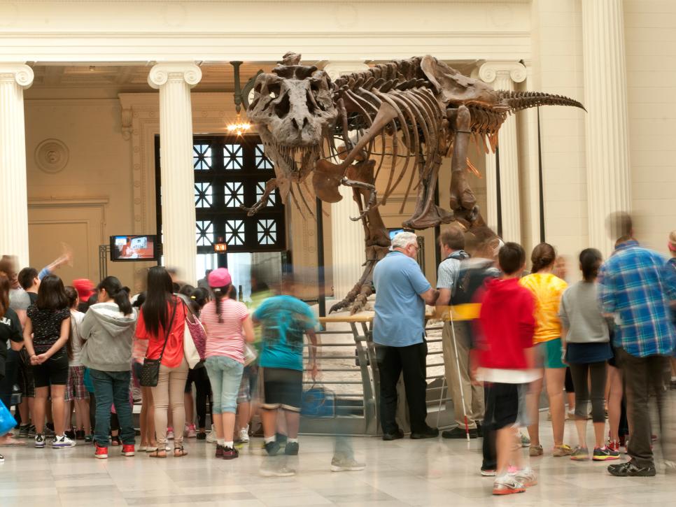 Travel Back in Time at The Field Museum, Chicago