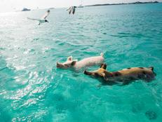 swimming pigs, Pig Island, Bahamas