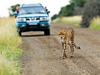 Kruger National Park, safari, cheetah, South Africa