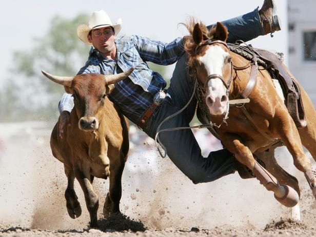 cattle, horseback riding, Cheynne Frontier Days cattle, horseback riding, Cheynne Frontier Days
