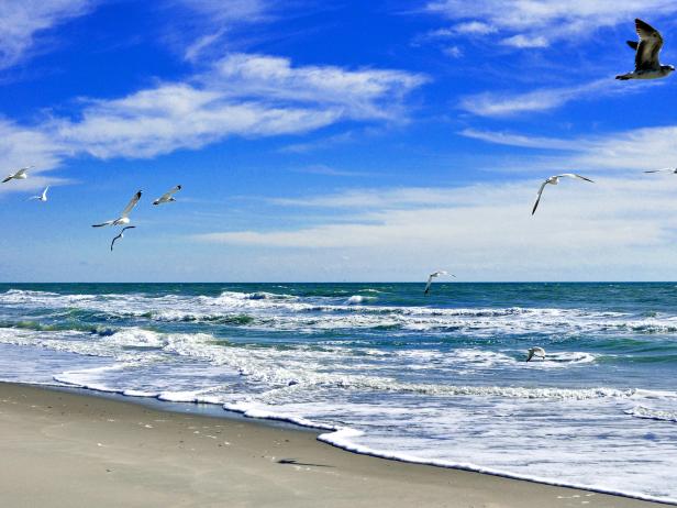 atlantic ocean, beach, seagulls, florida, daytime,
