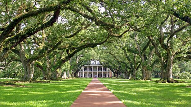 alley of oak trees leading to old plantation home during the day alley of oak trees leading to old plantation home during the day