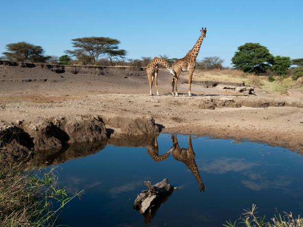 Serengeti Tanzania Serengeti Tanzania