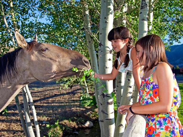 children feeding a horse over a fence children feeding a horse over a fence