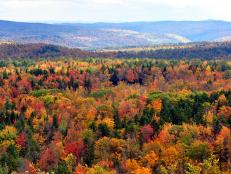 fall, folaige, vermont, hogback mountain, greenery