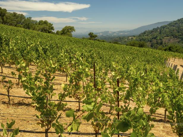 Vineyard in Los Gatos, CA Vineyard in Los Gatos, CA