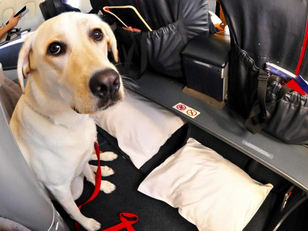 Dog sitting in first class seating of an airplane