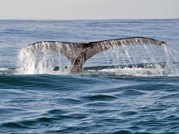 Whale diving back into water near Cape Whale Coast, South Africa Whale diving back into water near Cape Whale Coast, South Africa