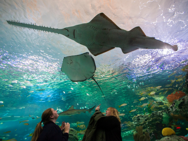 A Carpenter Shark and a Southern Stingray circle around in Dangerous Lagoon as Ripley's Aquarium of Canada opened to the public. October 16, 2013. [via Getty Images/Bernard Weil/Toronto Star]