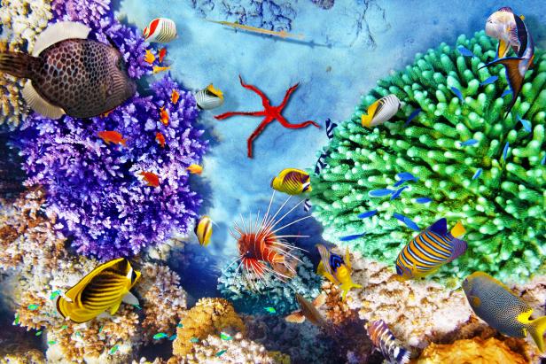 Diving and Snorkeling in Belize Diving and Snorkeling in Belize