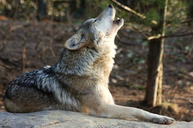 Howl With the Wolves Howl With the Wolves