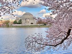 Take in the cherry blossoms, museums, doughnuts and more.