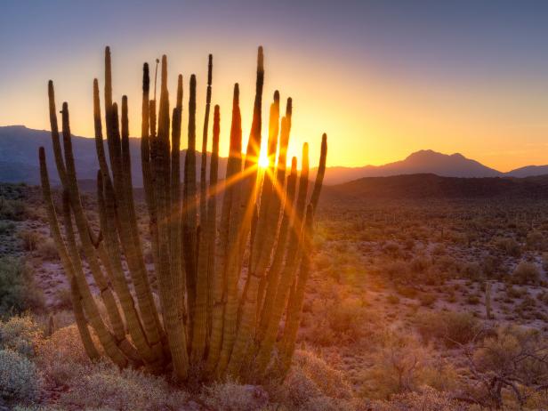 Sun rises behind Organ Pipe Cactus.
