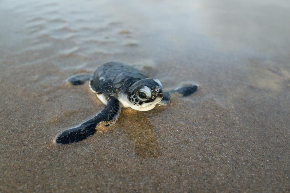 Sea Turtles in the U.S.