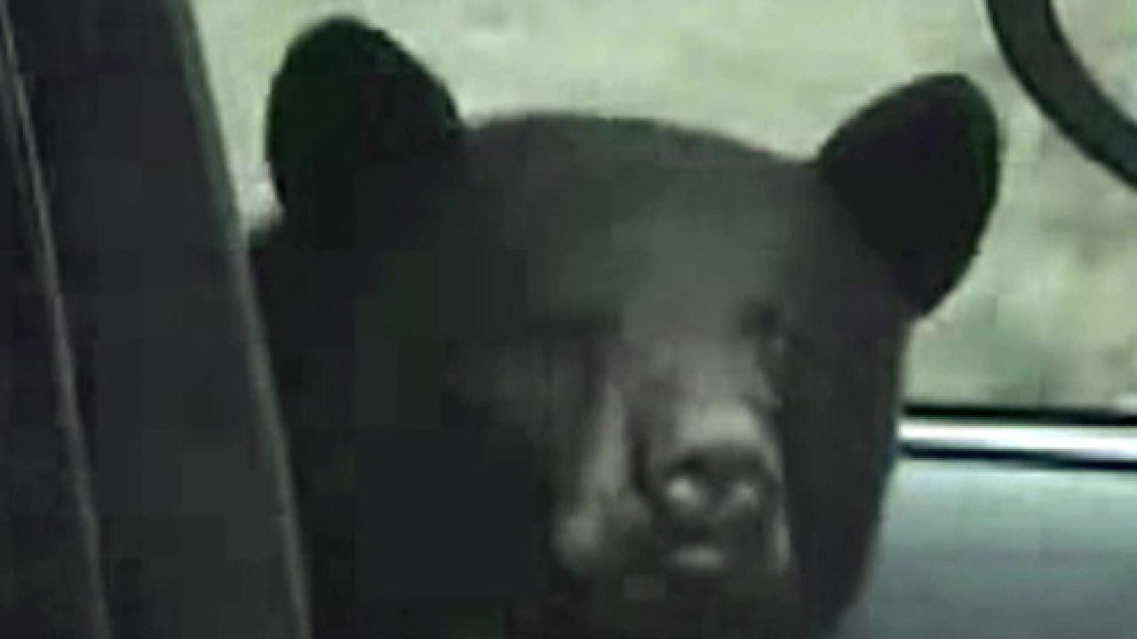 Bear Sneaks Into Car