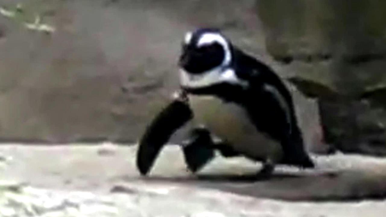 Picture-Perfect Penguin