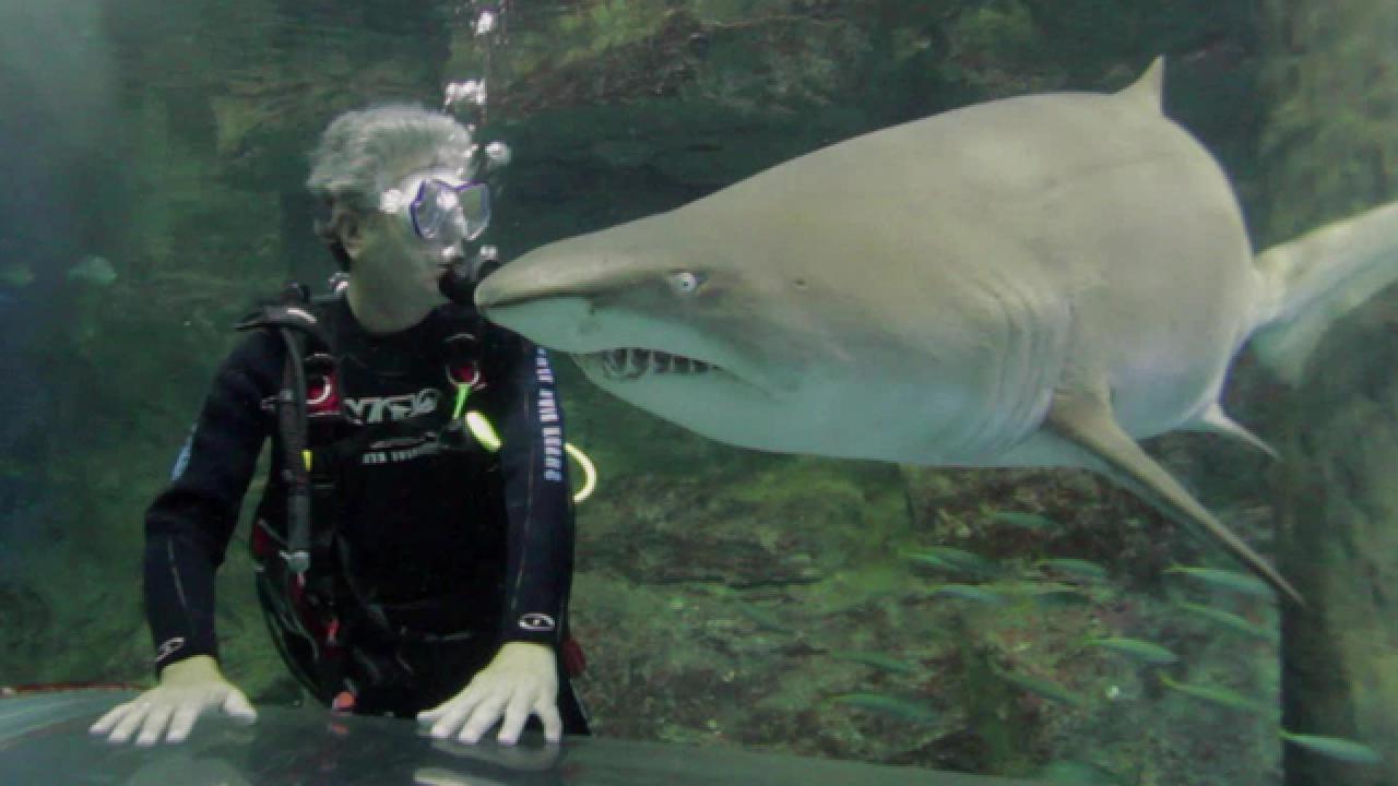 Shark Diving in Sydney