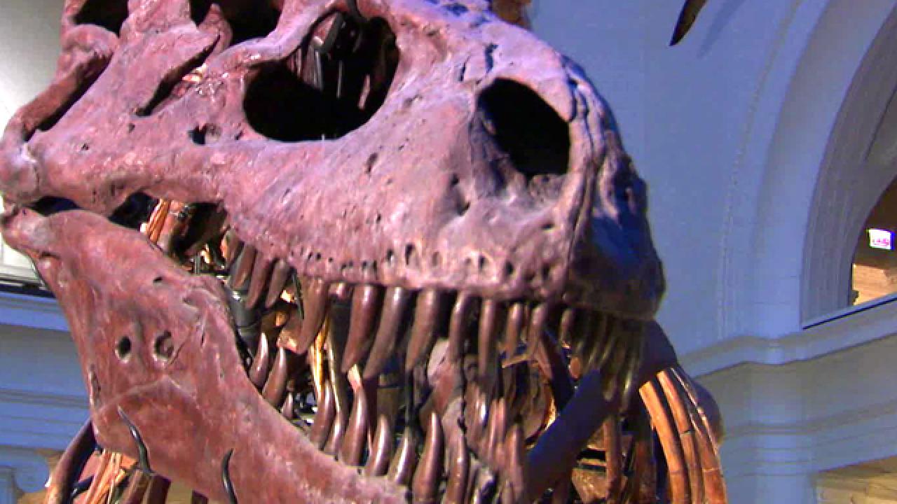 How Did Sue the T-Rex Die?