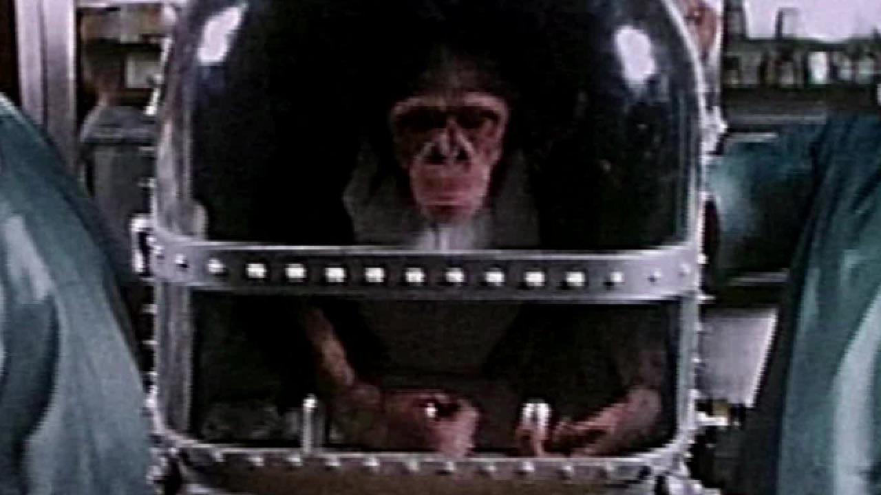 Chimp in Space